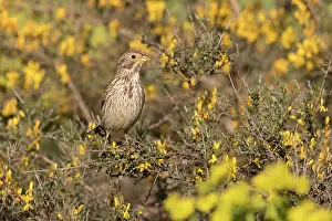 Miliaria: Corn bunting ( Emberiza calandra) bunting perched