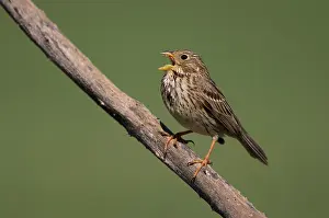Miliaria: Corn bunting ( Emberiza calandra) perched on a branch