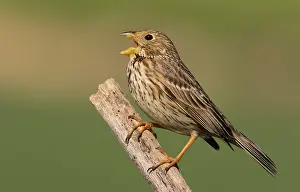 Miliaria: Corn bunting ( Emberiza calandra) perched on a branch