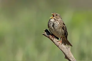 Sparrow: Corn Bunting (Emberiza calandra), singing on branch