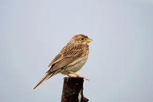 Miliaria: Corn Bunting - February