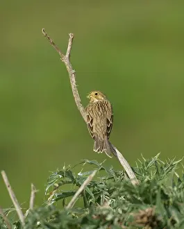 Miliaria: Corn Bunting - February