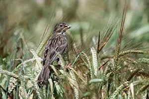 Buntings: CORN BUNTING - IN FIELD
