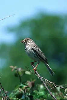 R T Smith: CORN BUNTING - INSECT IN BEAK