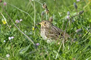 Miliaria: Corn Bunting - on machair