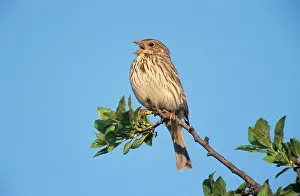Calandra: Corn BUNTING - male singing in spring