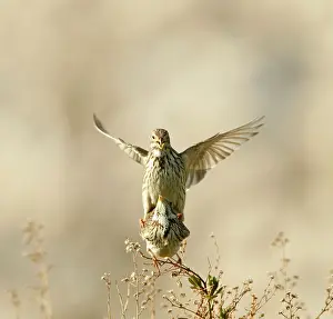 Calandra: Corn Bunting - mating
