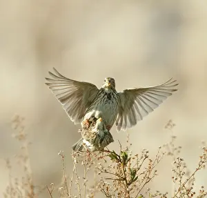 Calandra: Corn Bunting - mating