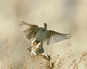 Calandra: Corn Bunting - mating