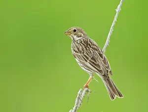 Miliaria: Corn Bunting - perched