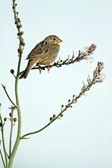 Calandra: Corn Bunting - perched on Asphodel plant (Asphodelus albus)