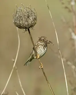 Calandra: Corn Bunting - perched with beak full of nesting material