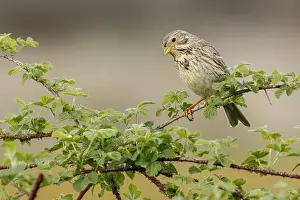 050618: Corn Bunting - perched on a branch - Galicia, Spain
