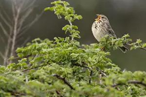 050618: Corn Bunting - perched on a branch - Galicia, Spain