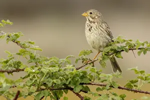 050618: Corn Bunting - perched on a branch - Galicia, Spain