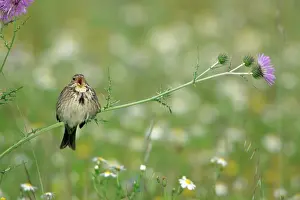 Calandra: Corn Bunting - perched on thistle, singing