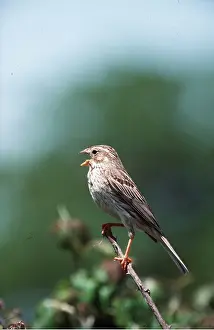 R T Smith: CORN BUNTING - singing