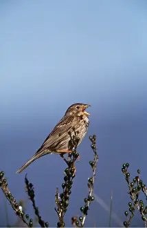 Bunting: CORN BUNTING - singing