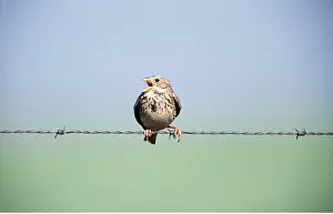 Wire: CORN BUNTING - singing, on barbed wire