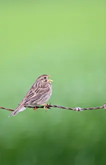 Miliaria: Corn Bunting - singing from barbed wire fence