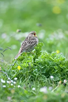 Miliaria: Corn Bunting - singing perched on low vegetation