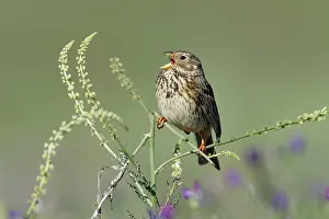 Calandra: Corn Bunting - singing from plant