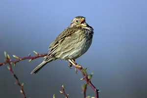 Calandra: Corn Bunting - singing from rose bush
