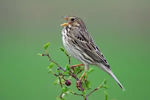 Calandra: Corn Bunting - singing from rose bush