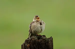 Miliaria: Corn Bunting - singing on territory, april after
