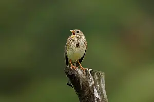 Miliaria: Corn Bunting - singing on territory, April