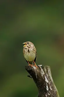 Miliaria: Corn Bunting - singing on territory, April