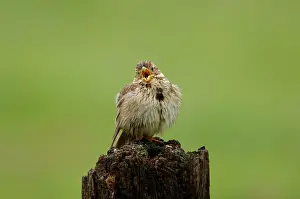 Miliaria: Corn Bunting - singing on territory after getting