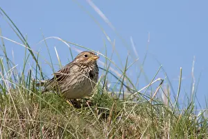 Miliaria: Corn Bunting - single adult sitting on a grassy mound