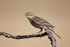 Miliaria: Corn Bunting - in Song