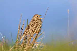 Miliaria: Corn Bunting - in song