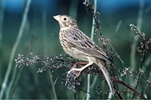 Buntings: CORN BUNTING - on twig