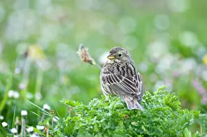 Miliaria: Corn Bunting - back view looking over shoulder