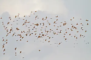 Miliaria: Corn Bunting - winter flock in flight