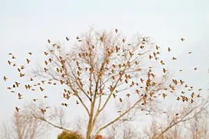 Miliaria: Corn Bunting - winter flock in flight