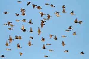 Miliaria: Corn Bunting - winter flock in flight