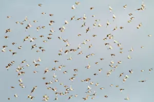 Miliaria: Corn Bunting - winter flock in flight