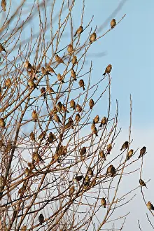 Miliaria: Corn Bunting - winter flock resting in bush