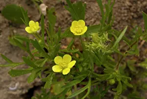 Archaeophyte: Corn Buttercup - flower and fruit