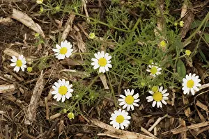 Chamomile: Corn chamomile
