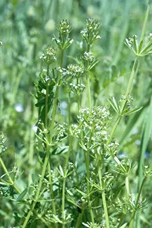Cleavers: Corn Cleavers