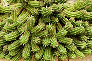 Succulents: Corn Cob Euphorbia. native succulent, South Africa