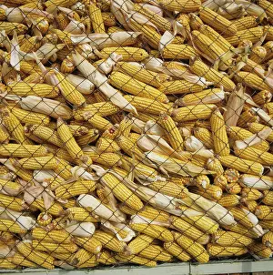 Stacked: Corn cobs stacked in mesh storage holder