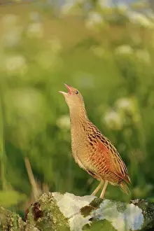 Corncrake: Corn Crake