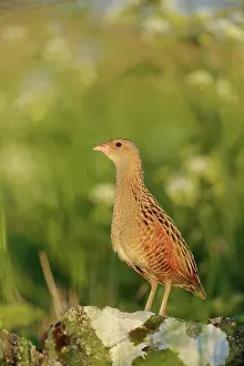 Corncrake: Corn Crake