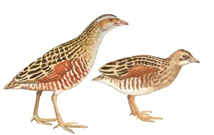Corncrake: Corn Crake
